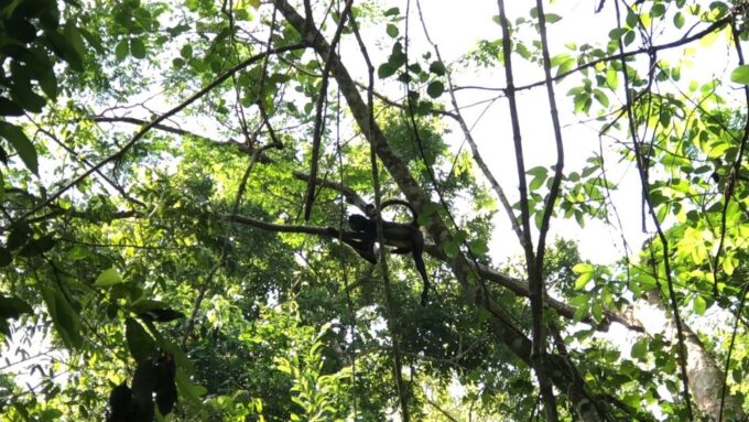 Spider Monkey at Punta Laguna - Spider Monkeys in the Wild