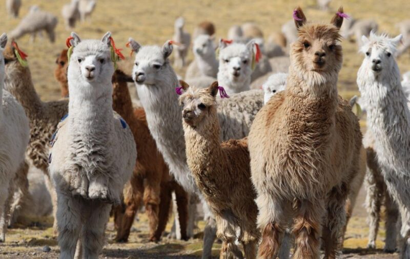 Spin Course With Alpaca Wool - Key Points