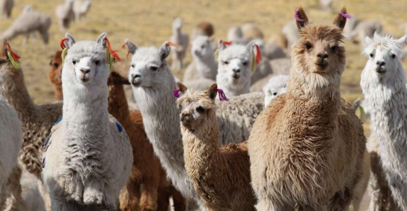 Spin Course With Alpaca Wool - Instructor Information