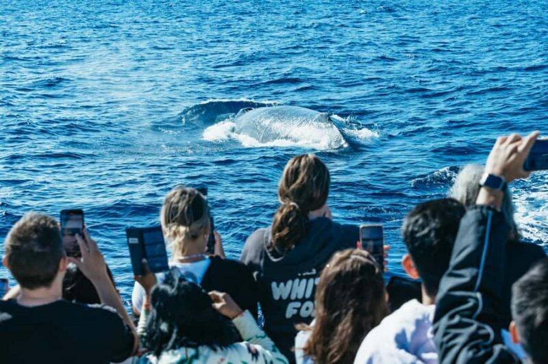 Spirit of Gold Coast 2.5-Hour Whale Watching Tour - The Itinerary and What You Can Expect