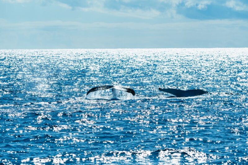 Spirit of Gold Coast 2.5-Hour Whale Watching Tour - Included Amenities