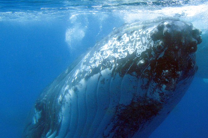 Spirit of Hervey Bay Whale Watching Cruise - Onboard Amenities and Services