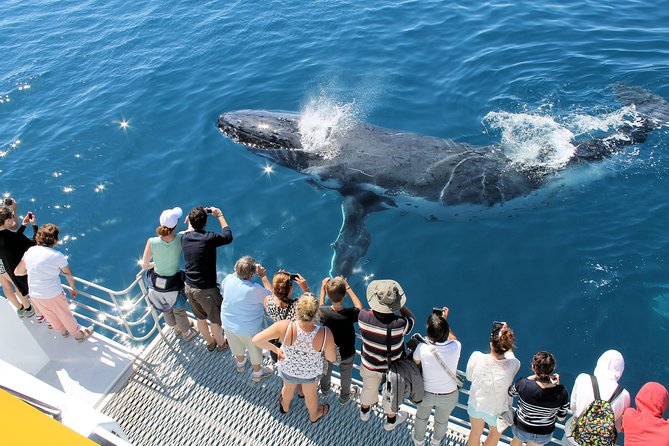 Spirit of Hervey Bay Whale Watching Cruise - Highlights of the Whale Watching Experience