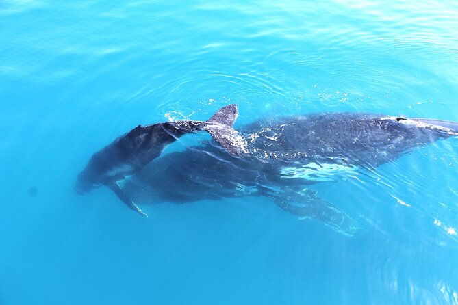 Spirit of Hervey Bay Whale Watching Cruise - Marine Life Spotting Opportunities