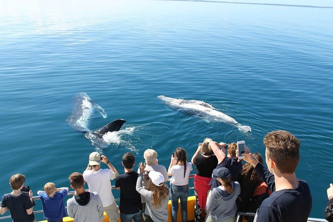 Spirit of Hervey Bay Whale Watching Cruise - Additional Important Information