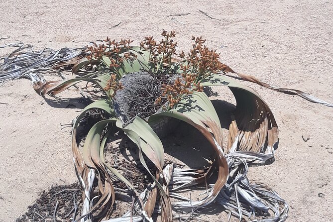 Spitzkoppe Day Tour From Swakopmund - Preparing for the Adventure