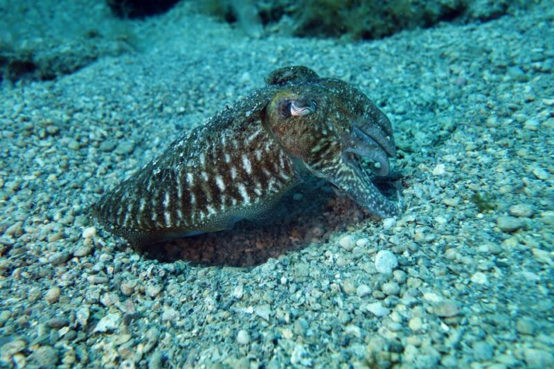 Split-Makarska-Brela Try SCUBA Dive - Convenient Dive Location