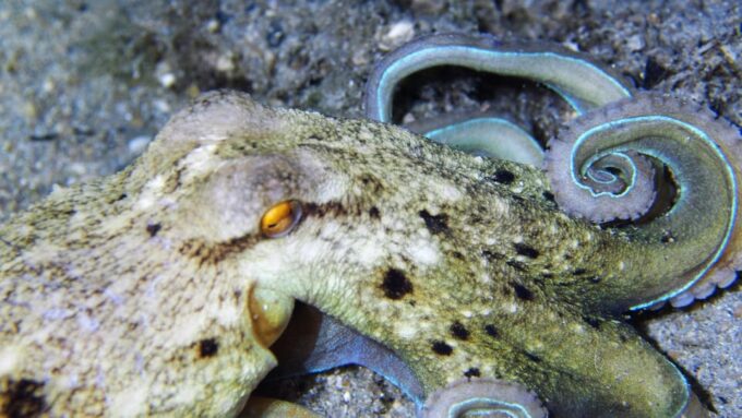Split-Makarska-Brela Try SCUBA Dive - Frequently Asked Questions