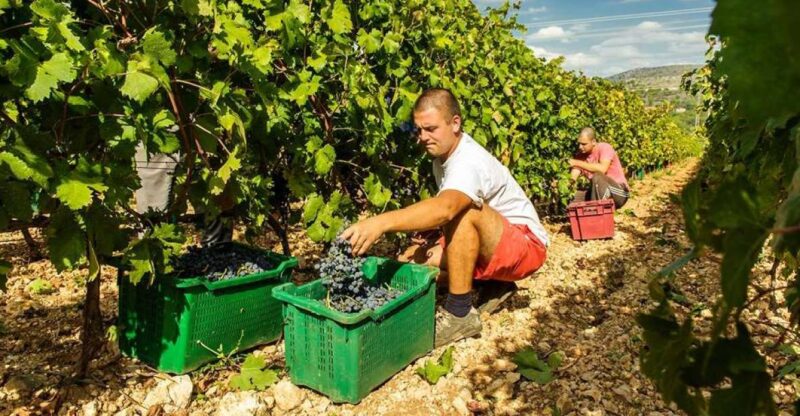 Split or Trogir: Krka Waterfalls & Wine and Food Tasting - Good To Know