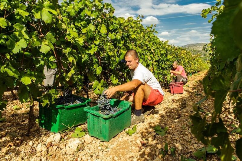 Split or Trogir: Krka Waterfalls & Wine and Food Tasting - Experience Highlights