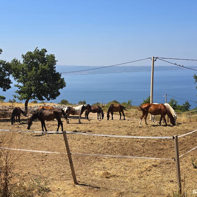 SPLIT(Podstrana):Guided ATV Tour Gornja Podstrana & Horses - Booking Details