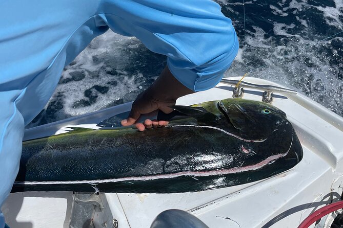Sport Fishing Half Day a Guided Private Tour Flamingo Costa Rica - Reviews
