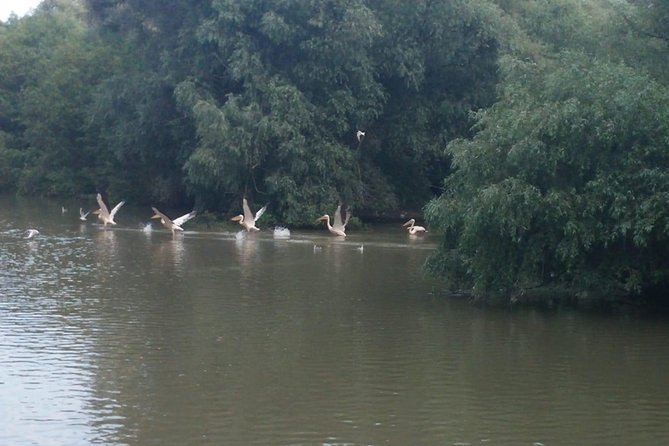 Sport Fishing in Delta Dunarii With Camely Cruise Boat. - Pricing and Booking Information