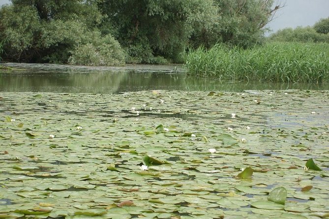 Sport Fishing in Delta Dunarii With Camely Cruise Boat. - Accessibility and Requirements
