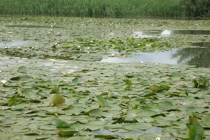 Sport Fishing in Delta Dunarii With Camely Cruise Boat. - Selecting Time and Availability
