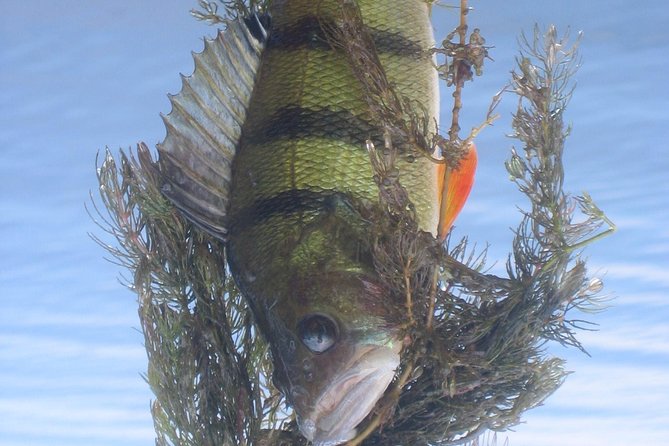 Sport Fishing in Delta Dunarii With Camely Cruise Boat. - Exploring Delta Dunarii