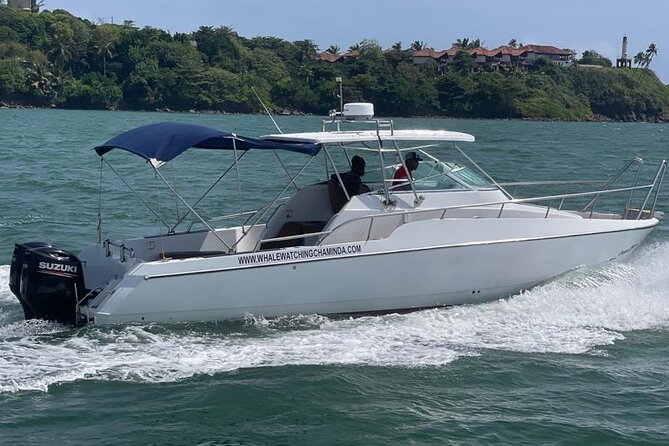 Sports Boat- Private Whale Watching Trip( Free Breakfast & Paid Pick-Up) - Transportation and Private Tour