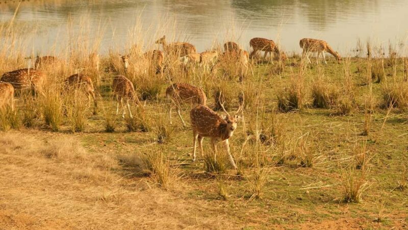 Spot Tigers and other wild of Ranthambore on a Day-Same Tour - Key Points