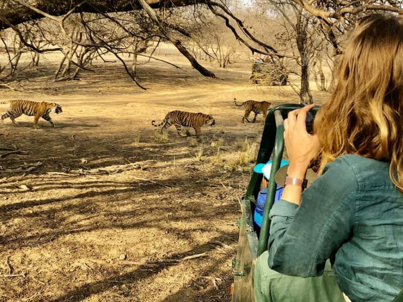 Spot Tigers and other wild of Ranthambore on a Day-Same Tour - A Detailed Look at the Ranthambore Day-Trip