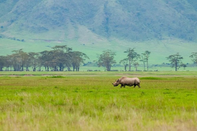 Spotting Africa Big Five (5) Animals. - Meeting and Pickup