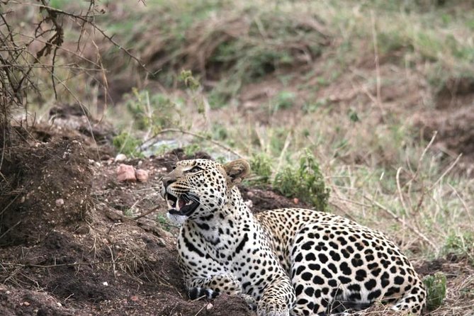 Spotting Africa Big Five (5) Animals. - Wildlife Spotting