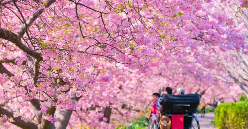 Spring Ahead! One-Day Bus Tour to See Kawazu Cherry Blossoms - Key Points