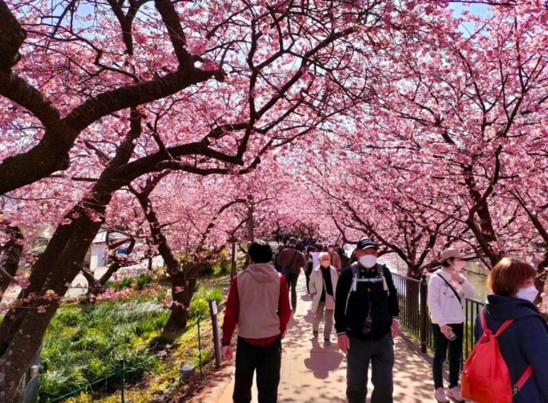 Spring Ahead! One-Day Bus Tour to See Kawazu Cherry Blossoms - Important Information