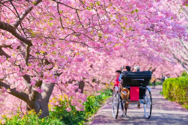 Spring Ahead! One-Day Bus Tour to See Kawazu Cherry Blossoms - Kawazu Cherry Blossom Festival