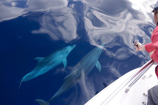 Spring & Autumn Tour: Dolphin Watching - Good To Know