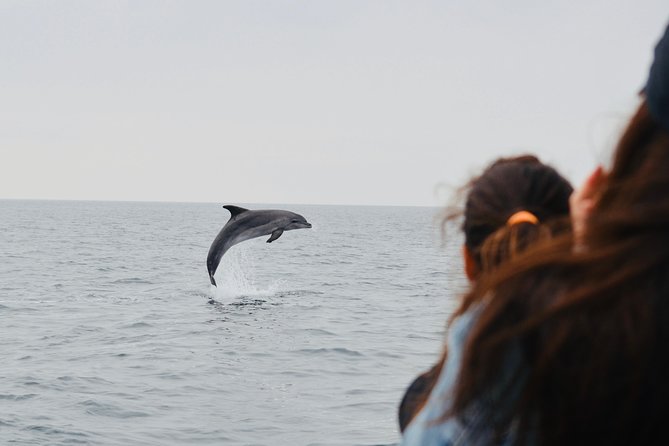 Spring & Autumn Tour: Dolphin Watching - Accessibility and Suitability