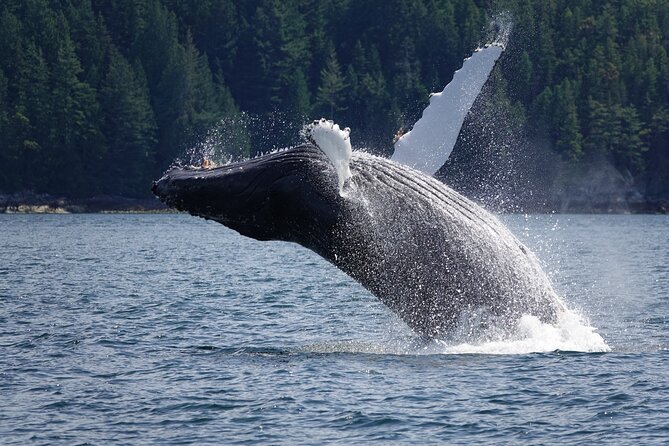 Spring Bear and Waterfall Tour - Traveler Suitability