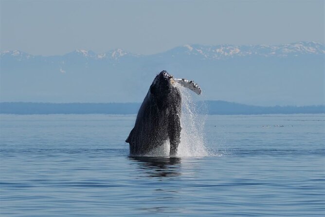 Spring Bears and Whales in Campbell River Tour - Meeting and Pickup Location