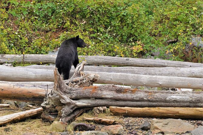 Spring Bears and Whales in Campbell River Tour - Activity Ending Point
