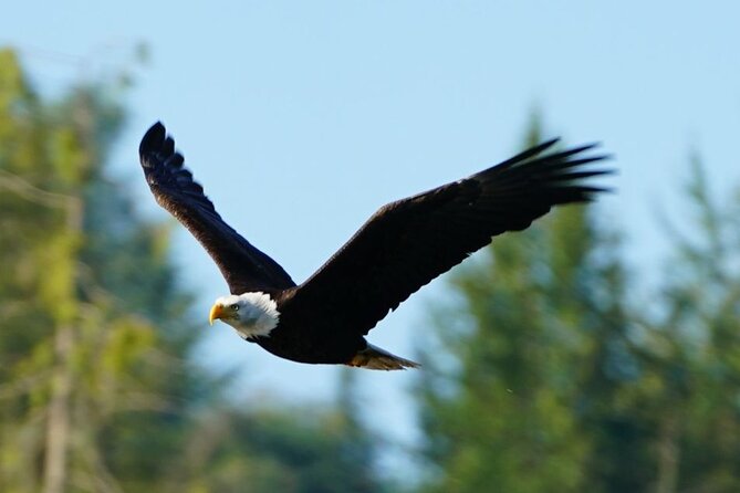 Spring Bears and Whales in Campbell River Tour - Booking Confirmation