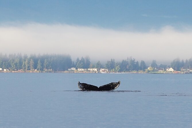 Spring Bears and Whales in Campbell River Tour - Group Size Limit