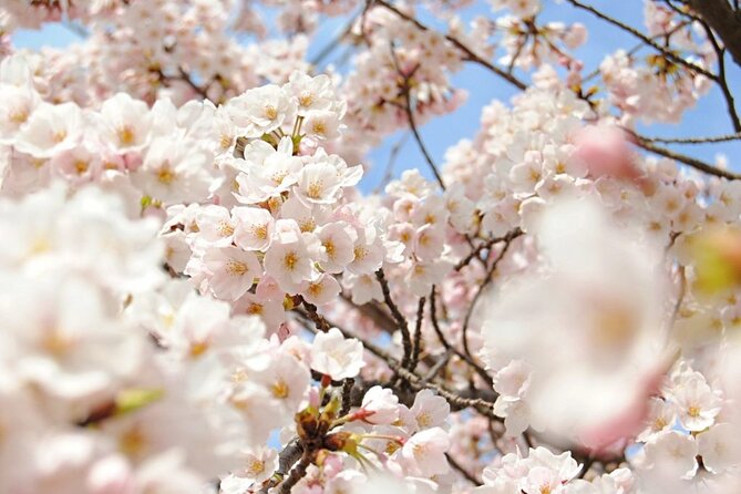 (Spring Only) 1-Day Snow Monkeys & Cherry Blossoms in Nagano Tour - Inclusions and Exclusions