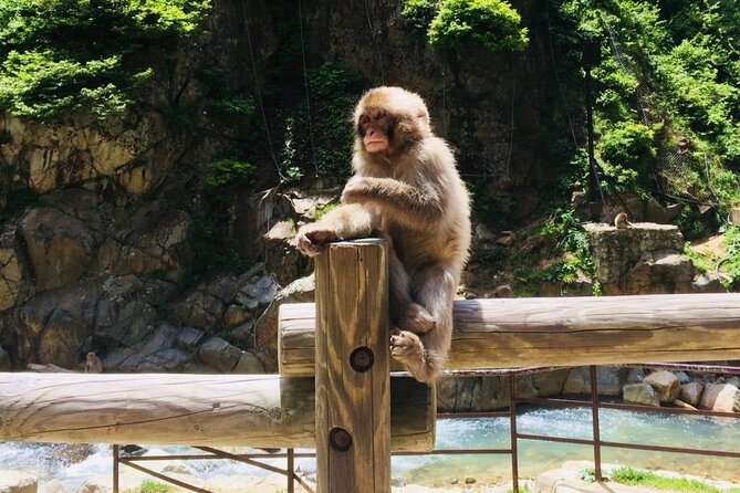 (Spring Only) 1-Day Snow Monkeys & Cherry Blossoms in Nagano Tour - Positive Traveler Experiences