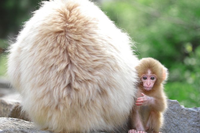 (Spring Only) 1-Day Snow Monkeys & Cherry Blossoms in Nagano Tour - Recommended by Travelers