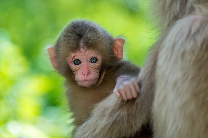(Spring Only) 1-Day Snow Monkeys & Cherry Blossoms in Nagano Tour - Seasonal Information