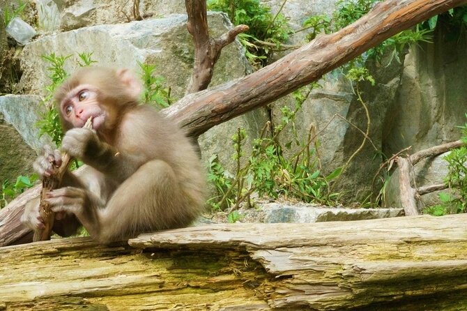 (Spring Only) 1-Day Snow Monkeys & Cherry Blossoms in Nagano Tour - Why Book This Tour?