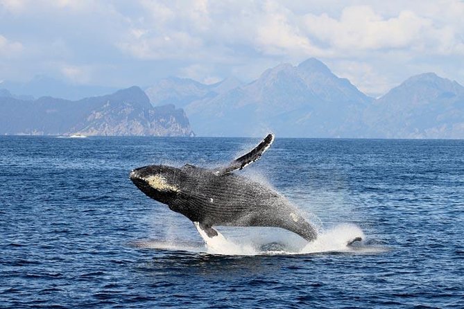 Spring Resurrection Bay Tour - Scenic Vistas