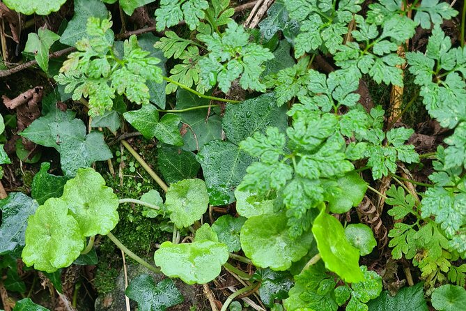 Spring Tonic Foraging Tour - Foraging With Experts