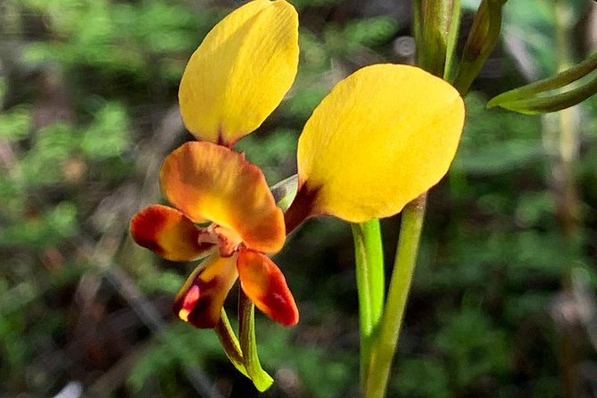 Spring Wildflower Private Day Tours - Destination Highlights