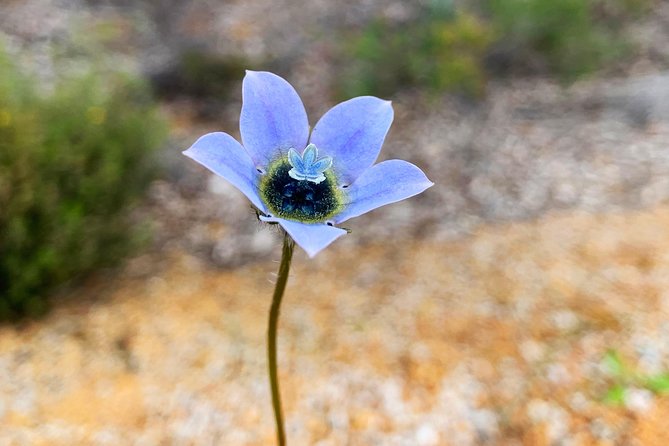 Spring Wildflower Private Day Tours - Memorable Experiences