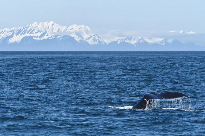 Spring Wildlife Cruise - Whale Watching Cruise