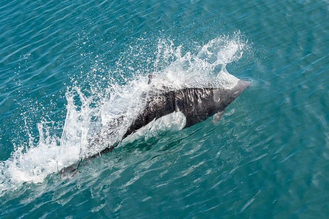 Spring Wildlife Cruise - Wildlife Sightings