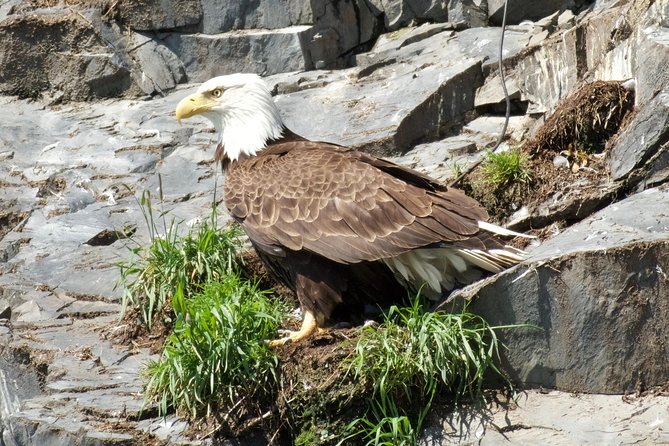 Spring Wildlife Cruise - Glacier Views