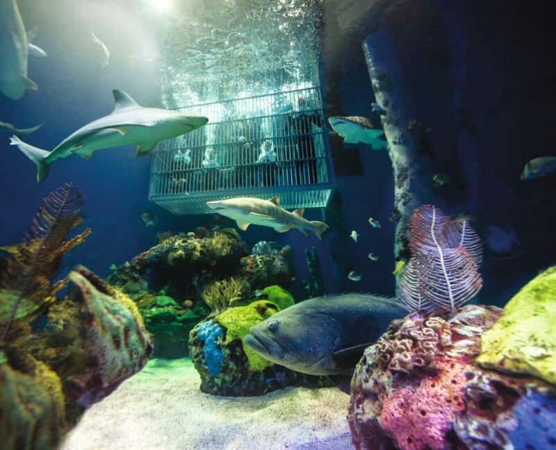 Springfield: Wonders of Wildlife National Museum & Aquarium - The Sum Up