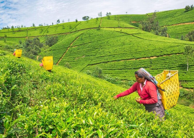 Sri Lanka 10 Days Tour Package - Best of Sri Lanka - Inclusions and Accommodations