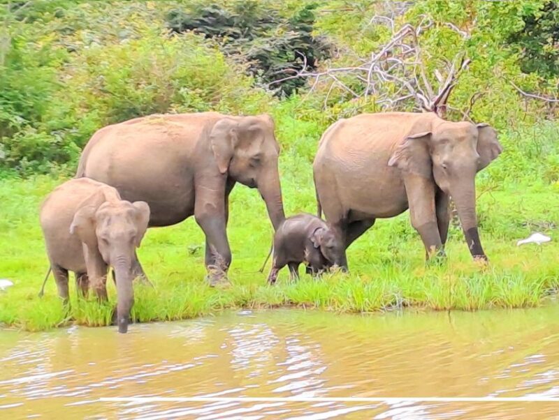 Sri Lanka 10 Days Tour Package - Best of Sri Lanka - Wildlife and Nature Exploration
